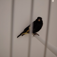 Negriti della Bolivia 2025