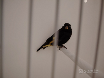 Negriti della Bolivia 2025