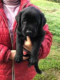 Labrador femmina nera e marrone con pedigree