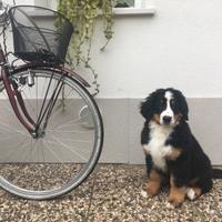 Bovaro del bernese maschio per monta