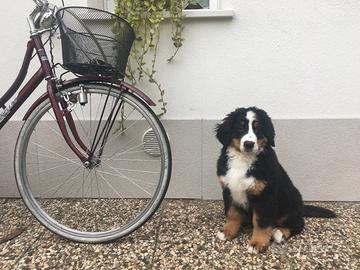 Bovaro del bernese maschio per monta