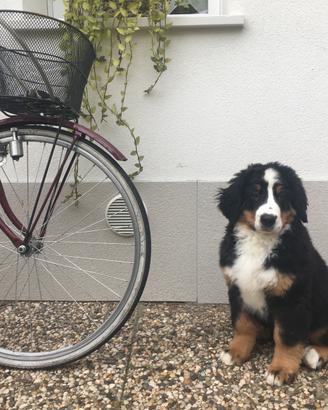 Bovaro del bernese maschio per monta