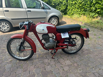 Capriolo turismo veloce