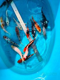 Carpe koi