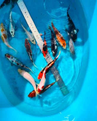 Carpe koi