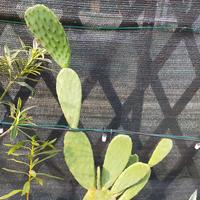 Piante fico d'india in vaso