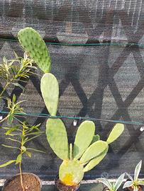 Piante fico d'india in vaso