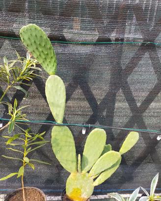 Piante fico d'india in vaso