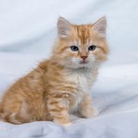 Cuccioli gatto siberiano immediatamente disponibil