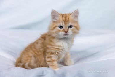 Cuccioli gatto siberiano immediatamente disponibil