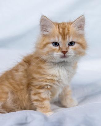 Cuccioli gatto siberiano immediatamente disponibil