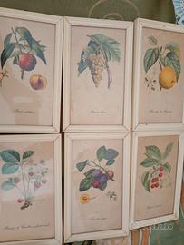 Set 6 quadretti vintage botanici + cornici 1962 