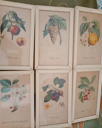 Set 6 quadretti vintage botanici + cornici 1962 