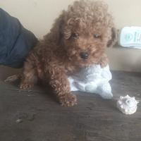 Cucciolo di barboncino Toy red