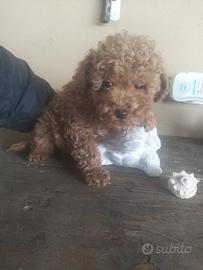 Cucciolo di barboncino Toy red