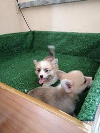 Cuccioli di welsh Corgi