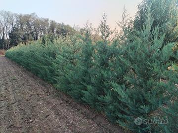 Leylandii in zolla altezza 200cm 