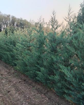 Leylandii in zolla altezza 200cm 