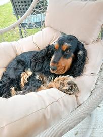 Cocker spaniel
