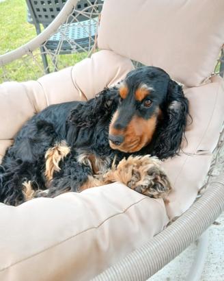 Cocker spaniel