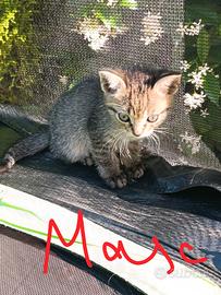 Gattino 2 mesi