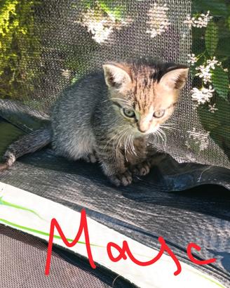 Gattino 2 mesi
