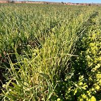 Ragazzo italiano con patente Brescia è Mantova