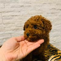 Barboncino toy enci DA ALLEVAMENTO AUTORIZZATO