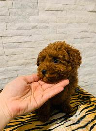 Barboncino toy enci DA ALLEVAMENTO AUTORIZZATO