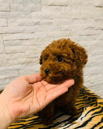 Barboncino toy enci DA ALLEVAMENTO AUTORIZZATO