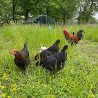 Galline Marans, Araucana, Olive Egger, Moroseta