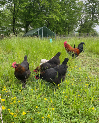 Galline Marans, Araucana, Olive Egger, Moroseta