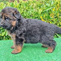 Cucciola pastore tedesco pelo lungo