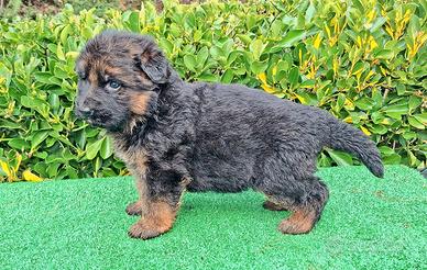 Cucciola pastore tedesco pelo lungo