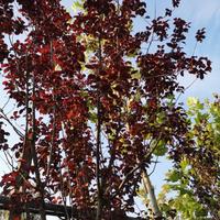 Prunus pissardi nigra