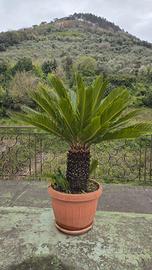 Cycas Revoluta in vaso