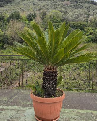 Cycas Revoluta in vaso