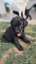 Labrador retriever neri e marroni