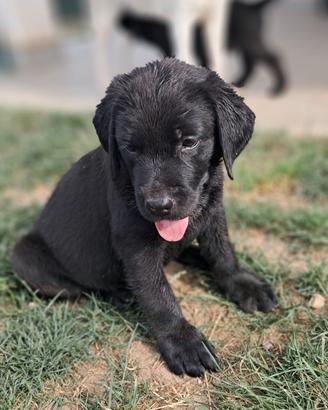 Labrador retriever neri e marroni