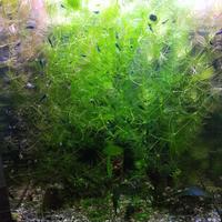 Neo caridine blu dream