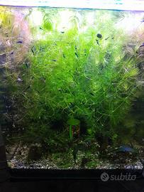 Neo caridine blu dream