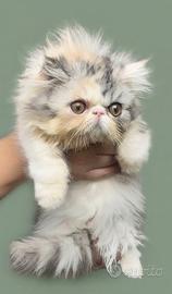 Gatti Persiani Cuccioli c
