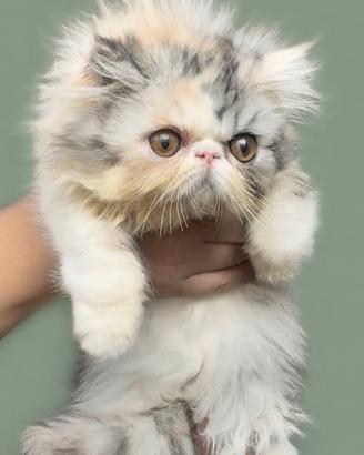 Gatti Persiani Cuccioli c