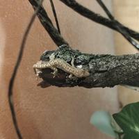 Geco Lepidodactylus lugubris