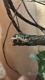 Geco Lepidodactylus lugubris