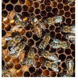 Vendita api regina carniche