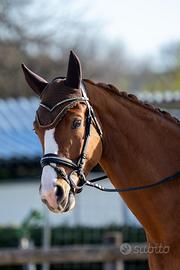 KWPN castrone 5 anni dressage