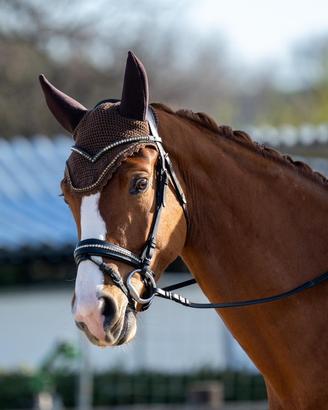 KWPN castrone 5 anni dressage