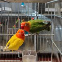 Inseparabili fischer