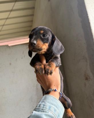 Cuccioli bassotto kaninchen